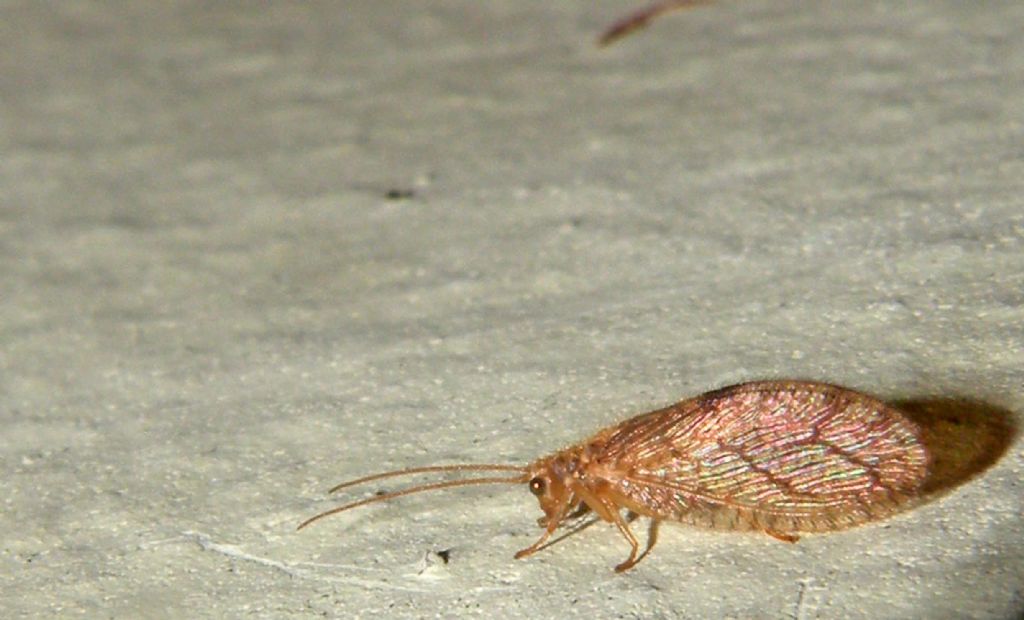 Ospite autunnale: Micromus angulatus