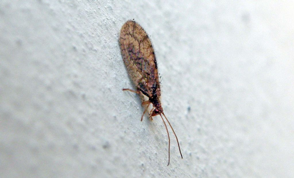 Ospite autunnale: Micromus angulatus