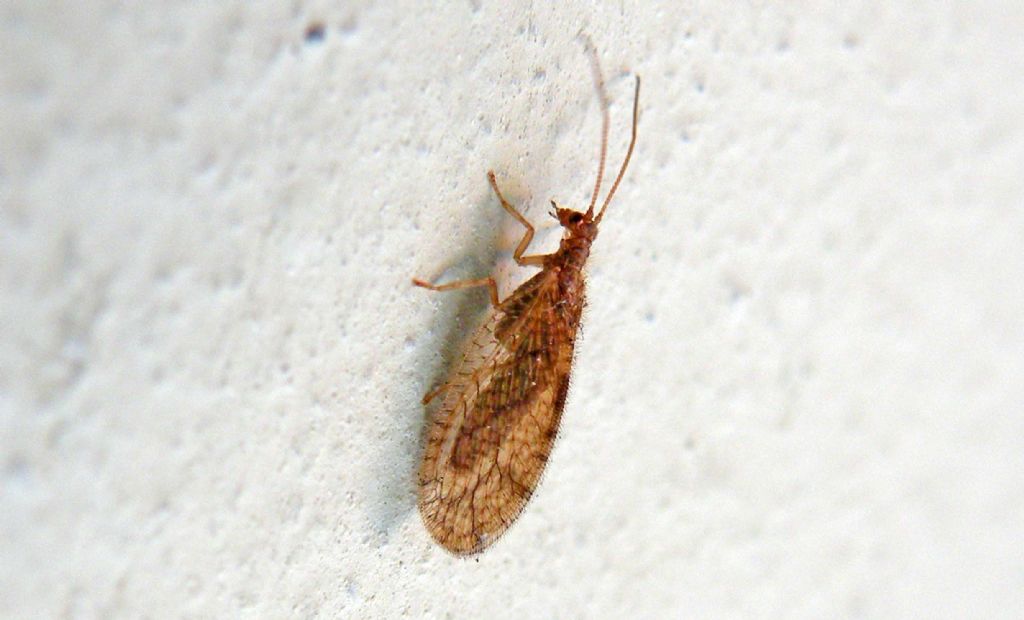 Ospite autunnale: Micromus angulatus