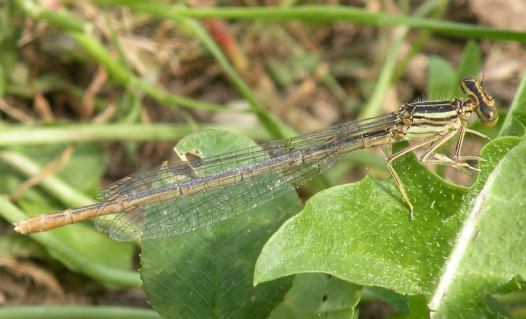 Platycnemis pennipes