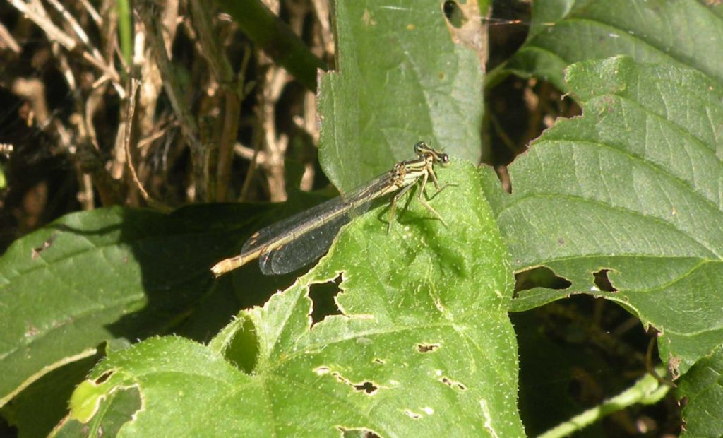 Platycnemis pennipes