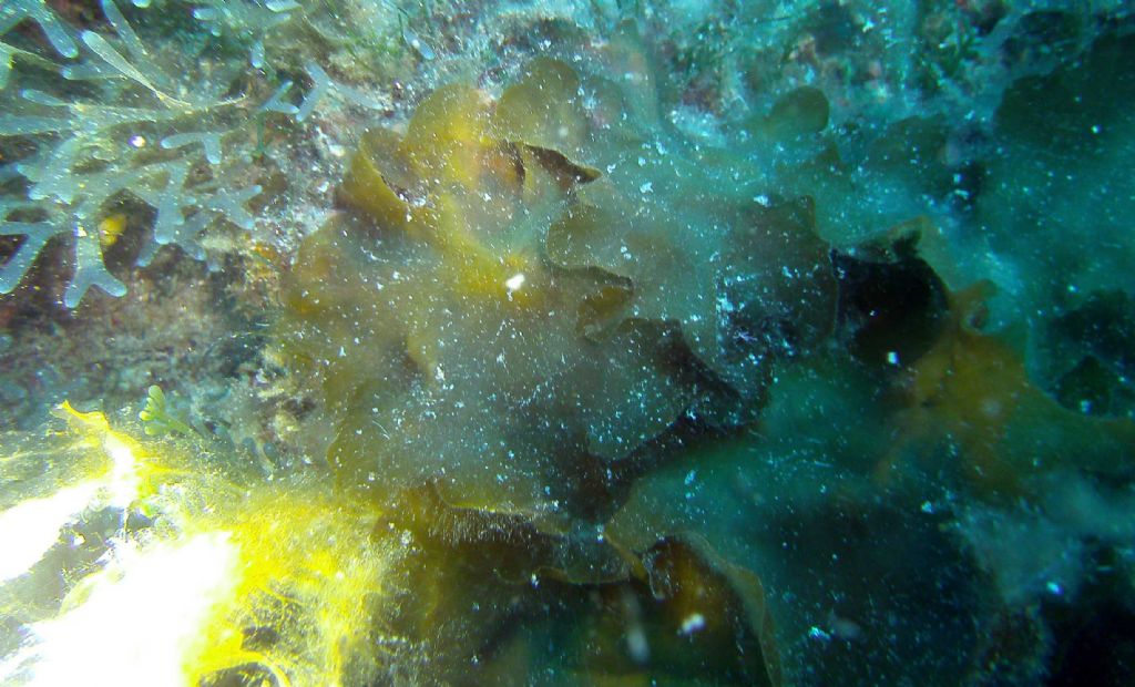 Zanardina typus