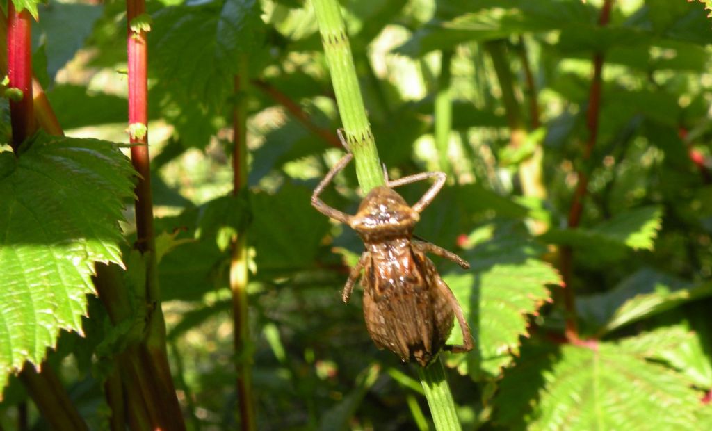 Libellule dal lago Pranda: L. quadrimaculata e Cordulia