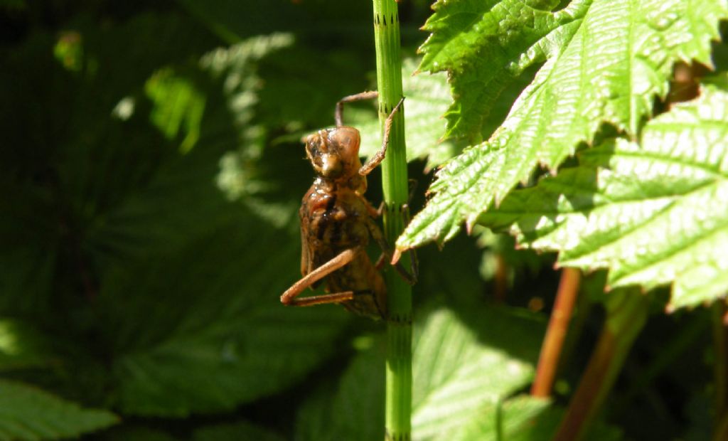Libellule dal lago Pranda: L. quadrimaculata e Cordulia