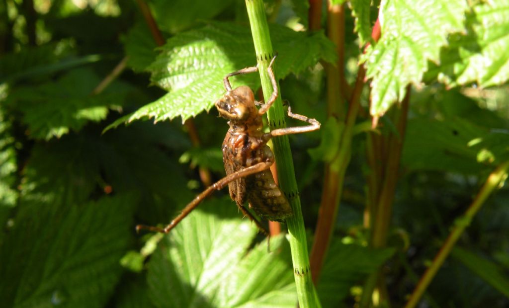 Libellule dal lago Pranda: L. quadrimaculata e Cordulia