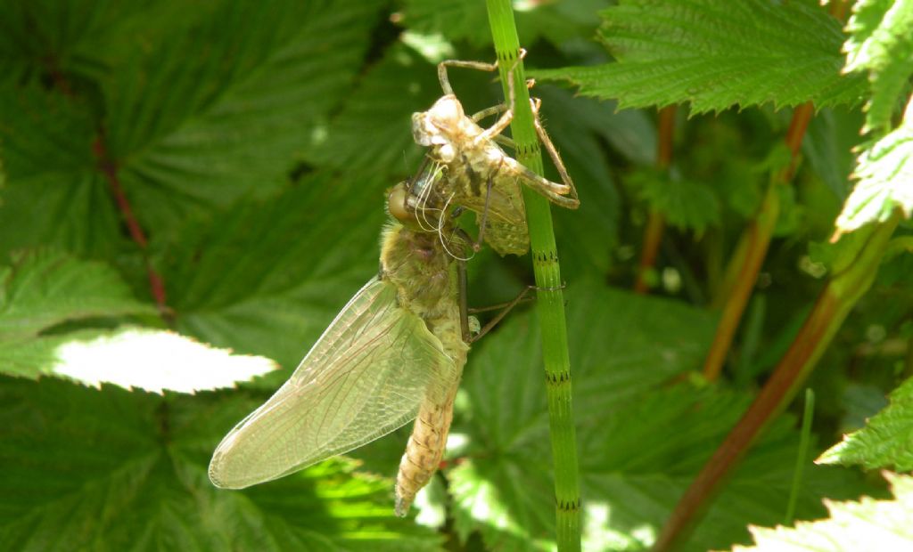 Libellule dal lago Pranda: L. quadrimaculata e Cordulia