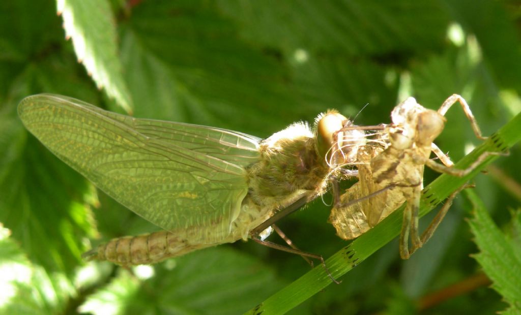 Libellule dal lago Pranda: L. quadrimaculata e Cordulia