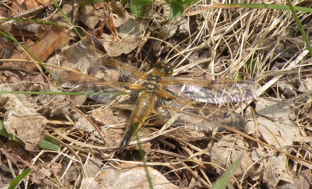 Libellule dal lago Pranda: L. quadrimaculata e Cordulia