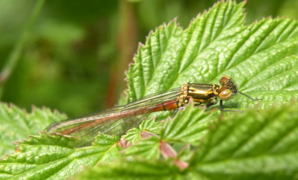 Libellula dal lago Pranda: Pyrrhosoma nymphula