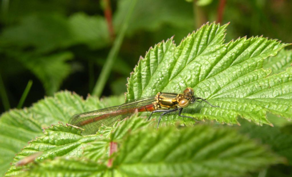 Libellula dal lago Pranda: Pyrrhosoma nymphula