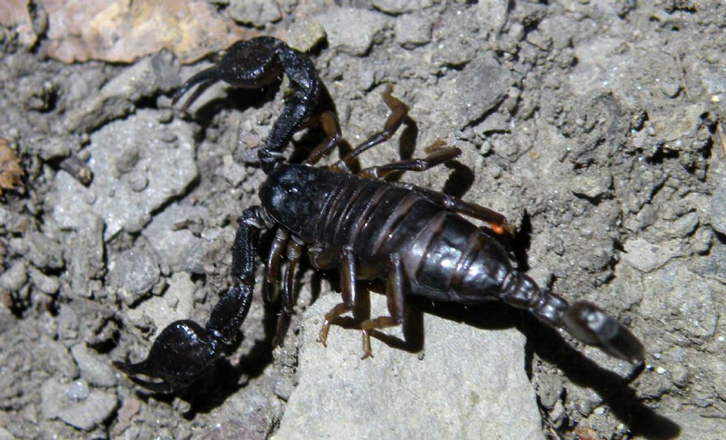 Euscorpius concinnus dai dintorni di Ligonchio (RE)