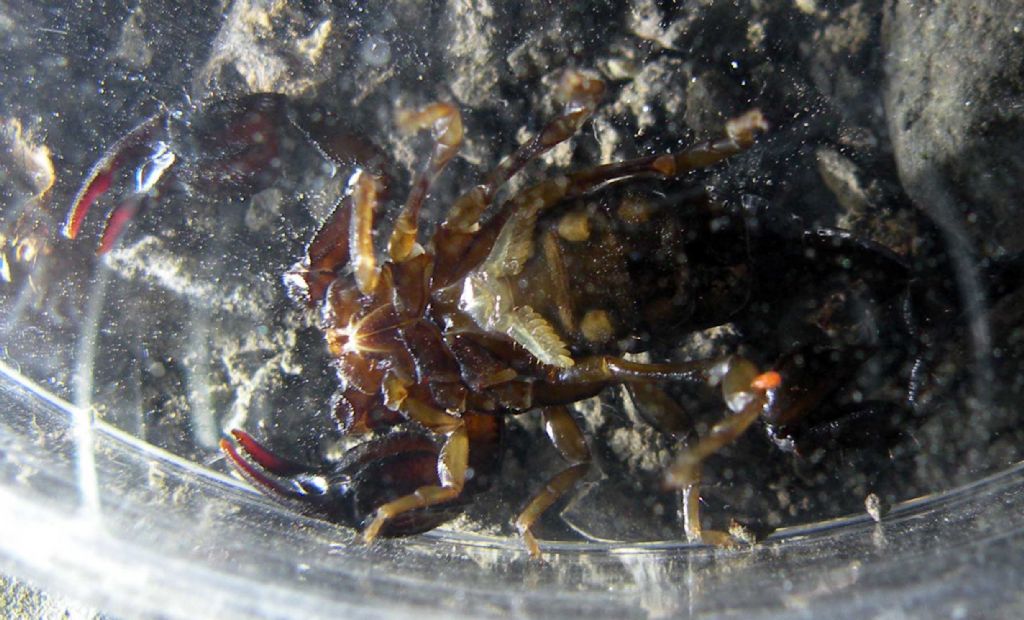 Euscorpius concinnus dai dintorni di Ligonchio (RE)