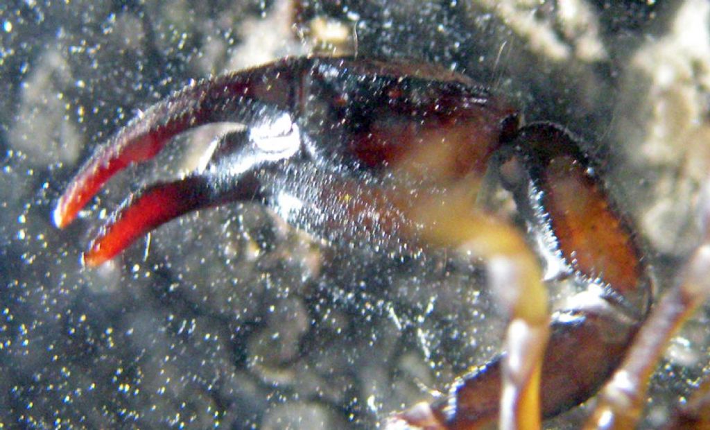 Euscorpius concinnus dai dintorni di Ligonchio (RE)