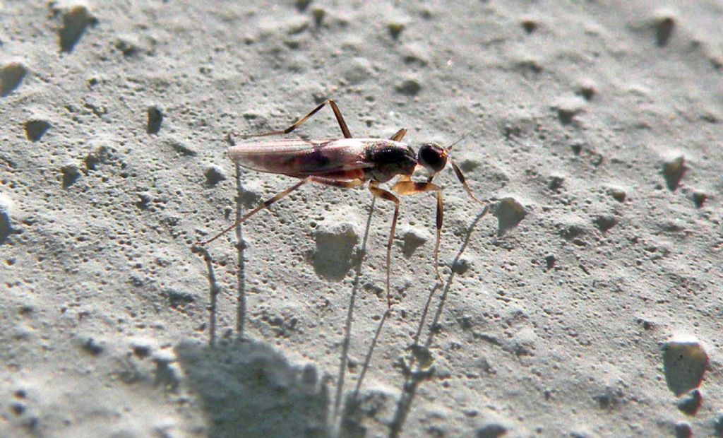 Micropezidae ??   No,  Hybotidae:  Tachypeza sp.