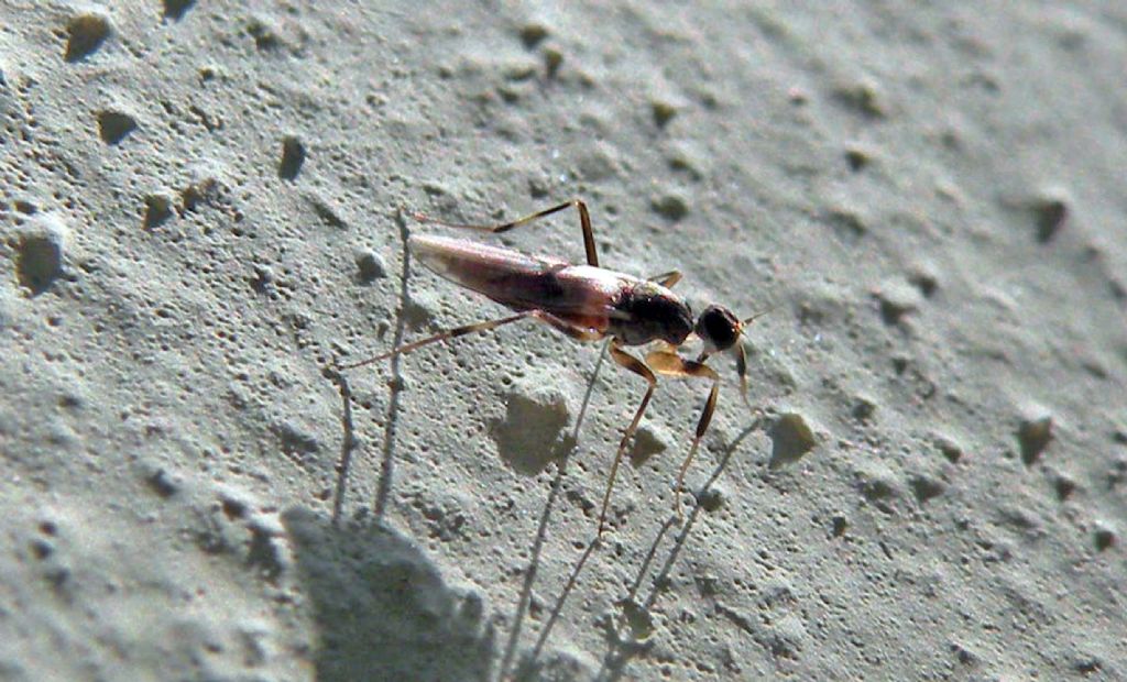 Micropezidae ??   No,  Hybotidae:  Tachypeza sp.