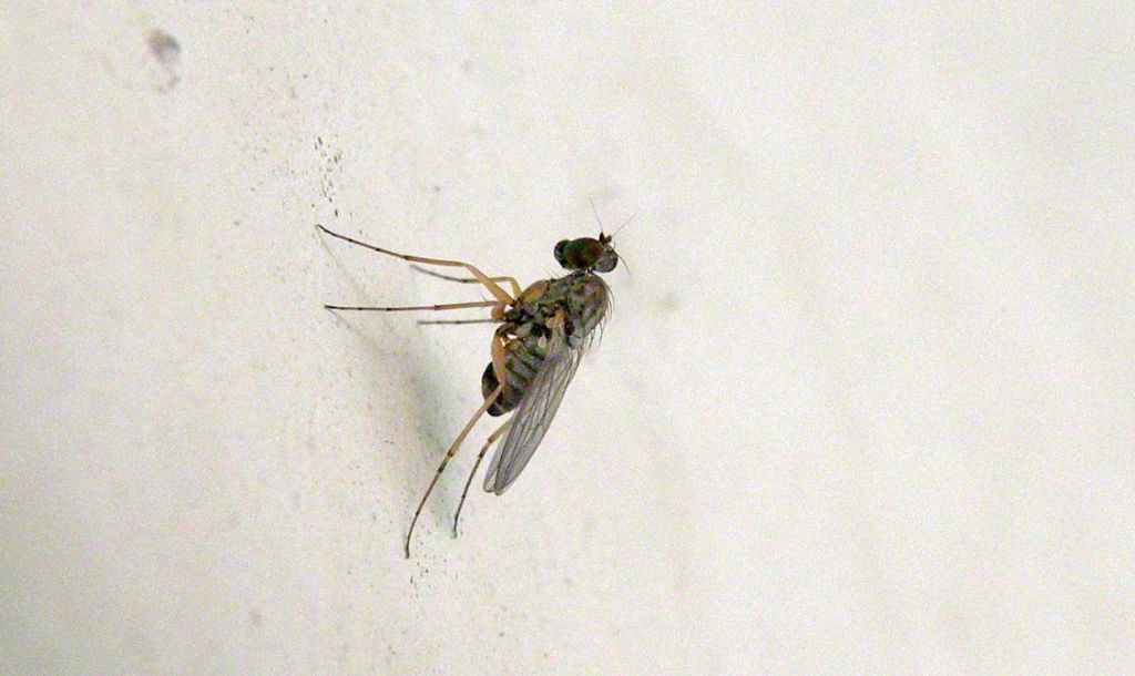 Dolichopodidae?  S :   Medetera sp. (di due specie diverse)