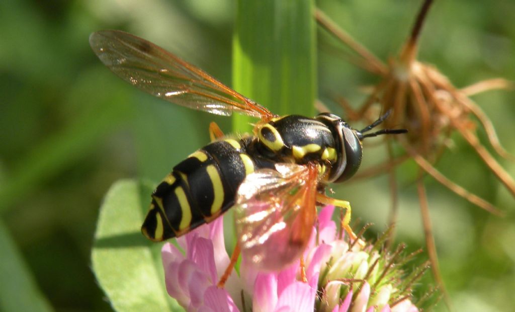 Syrphidae:  Chrysotoxum elegans?  No, Chrysotoxum festivum, femmina