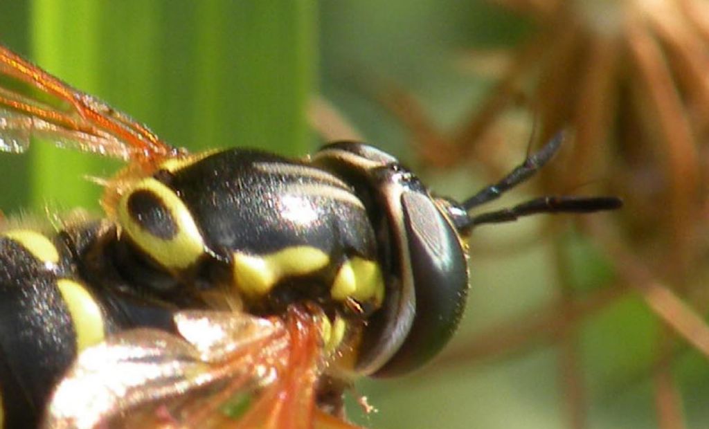 Syrphidae:  Chrysotoxum elegans?  No, Chrysotoxum festivum, femmina