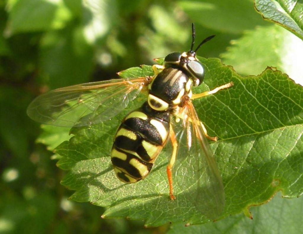 Syrphidae:  Chrysotoxum elegans, femmina