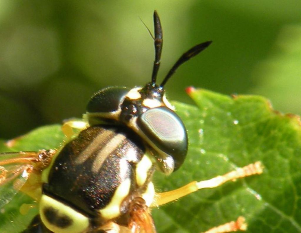 Syrphidae:  Chrysotoxum elegans, femmina