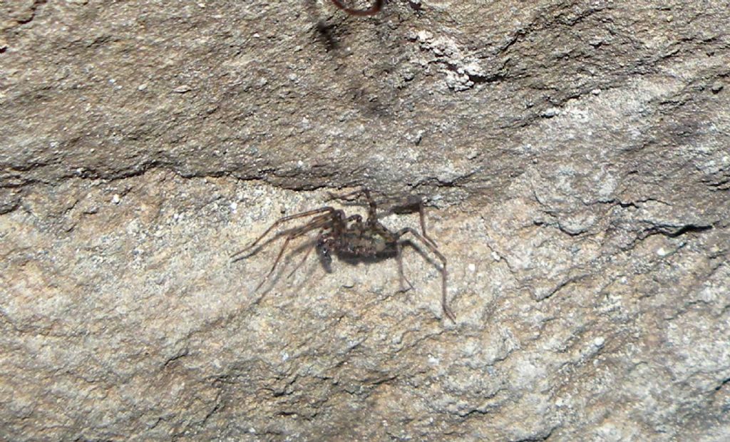 Ragni in grotta: Meta menardi ♀ e Tegenaria sp.♂  - Appennino parmense