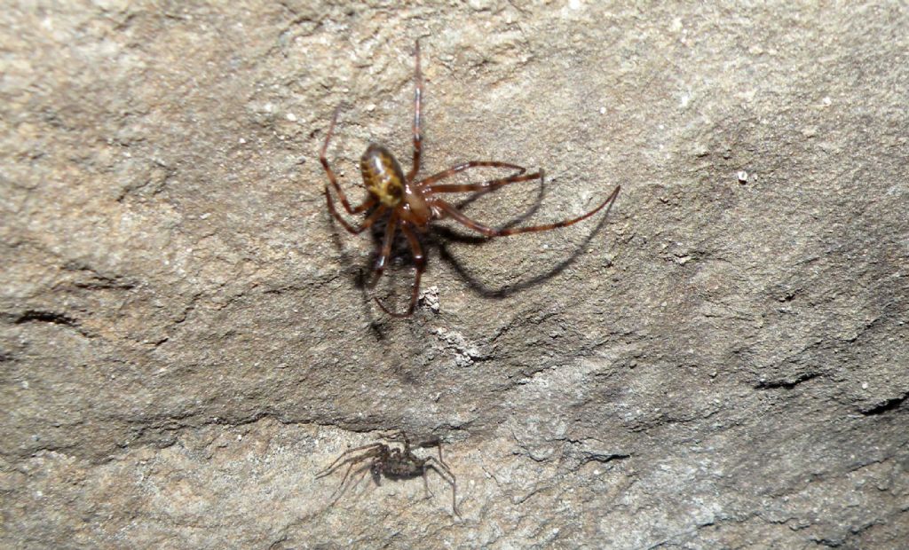 Ragni in grotta: Meta menardi ♀ e Tegenaria sp.♂  - Appennino parmense