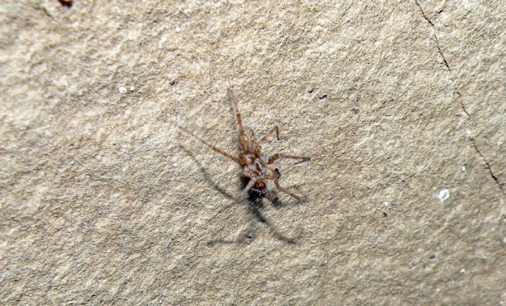 Ragni in grotta: Meta menardi ♀ e Tegenaria sp.♂  - Appennino parmense