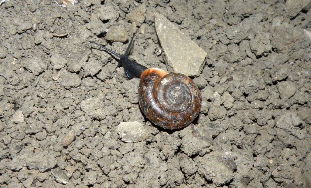 Chiocciola in grotta