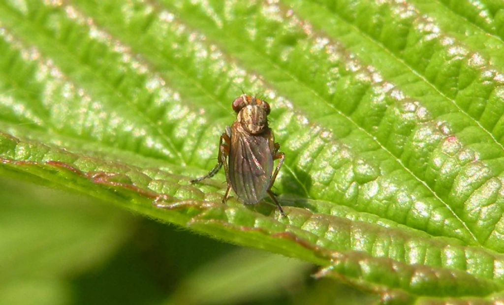 Pherbellia cf. cinerella (Sciomyzidae)