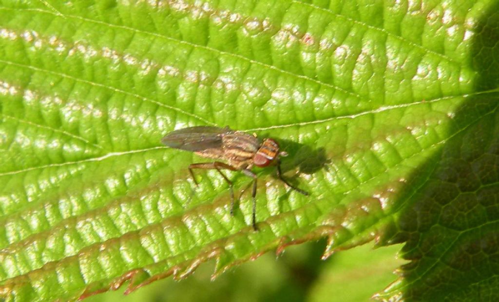 Pherbellia cf. cinerella (Sciomyzidae)
