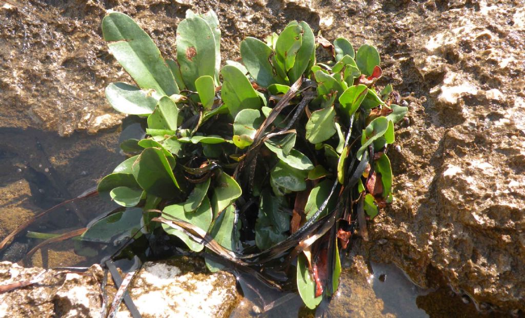 radici nel mare:    Limonium sp. (Caryophyllales - Plumbaginaceae)