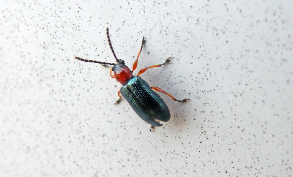 Oulema melanopus (Chrysomelidae)