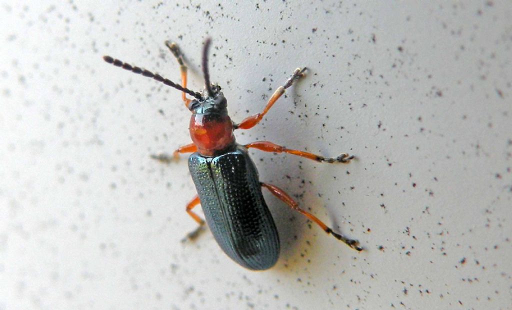 Oulema melanopus (Chrysomelidae)