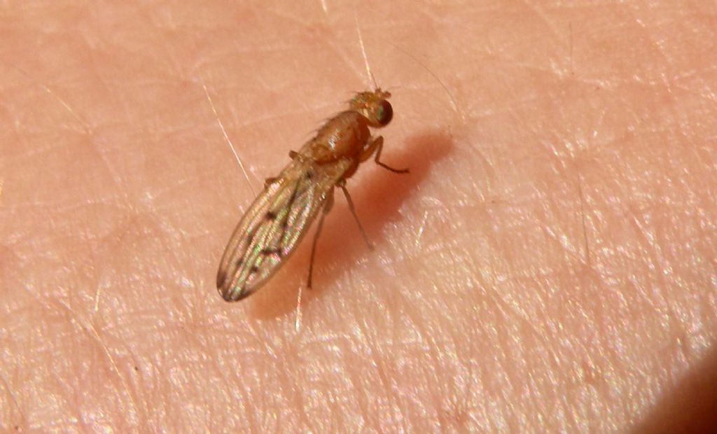 Un dittero sul polso: Opomyza florum?  S  !