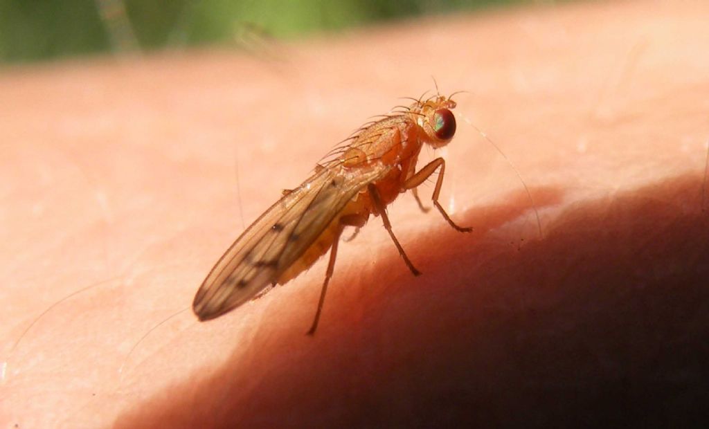 Un dittero sul polso: Opomyza florum?  S  !