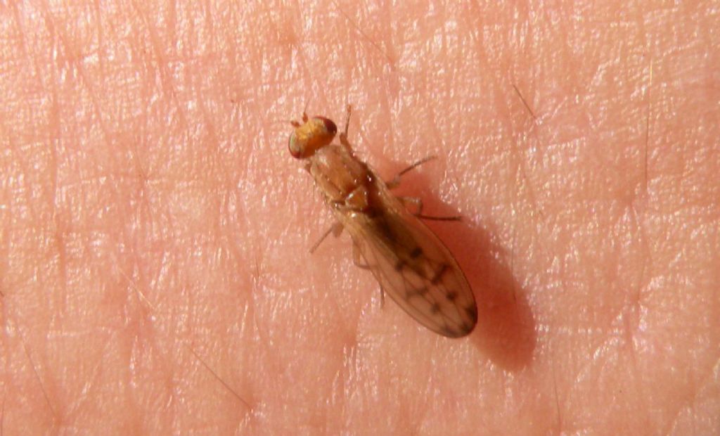 Un dittero sul polso: Opomyza florum?  S  !