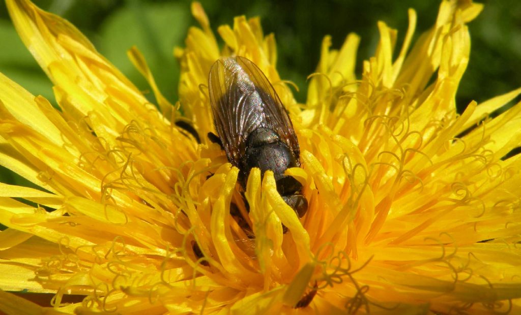Dittero ingordo: Pollenia sp. femmina (Calliphoridae)