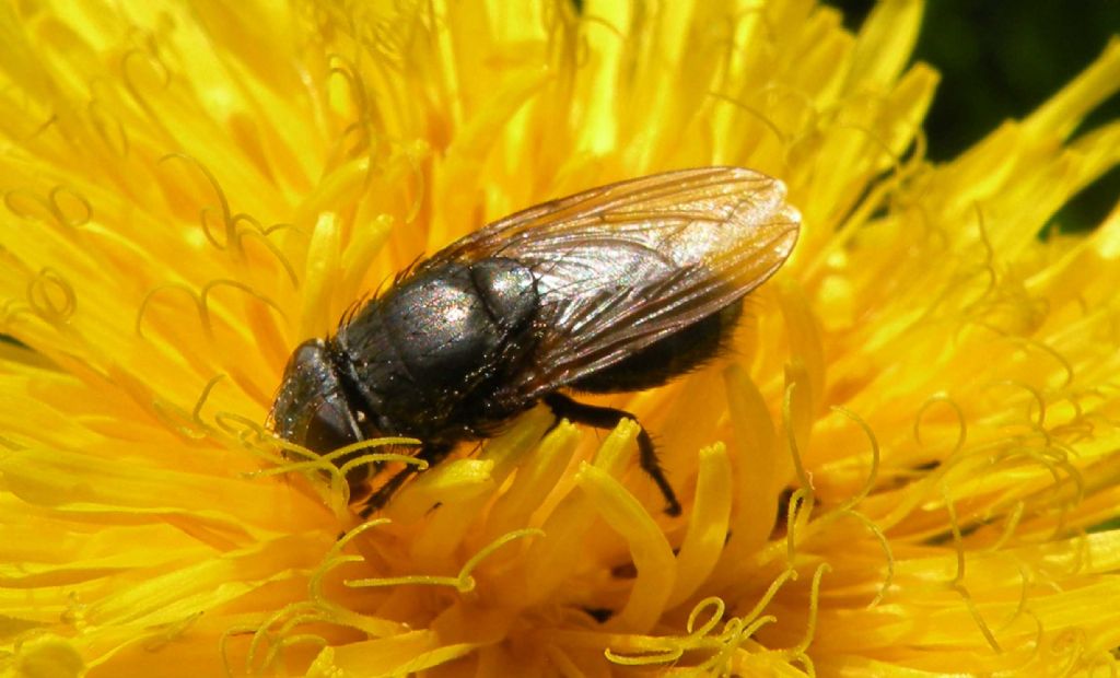 Dittero ingordo: Pollenia sp. femmina (Calliphoridae)
