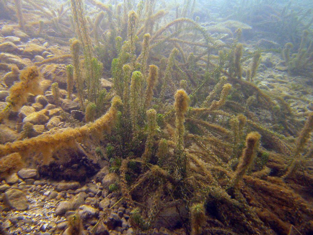 Sotto la superficie del lago....