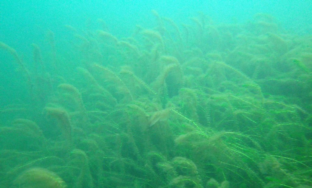 Sotto la superficie del lago....