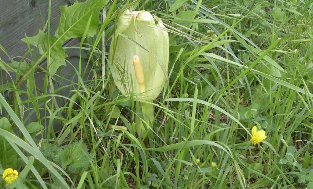 Arum italicum (Alismatales -  Araceae)