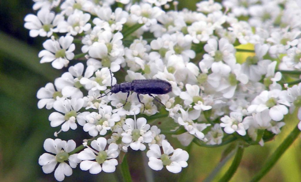 Dasytes sp.  (Dasytidae)