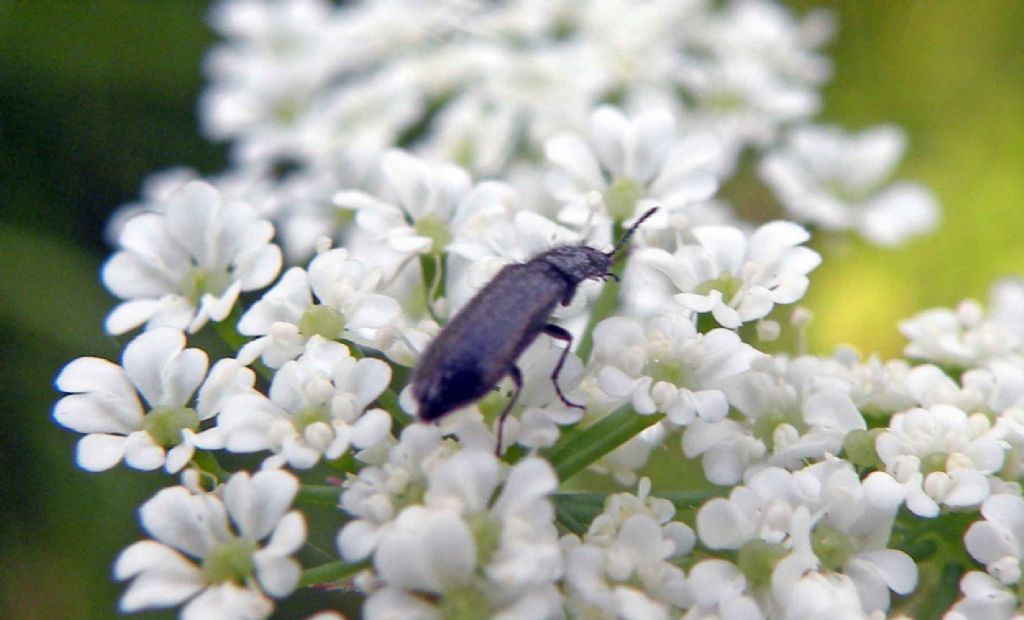 Dasytes sp.  (Dasytidae)