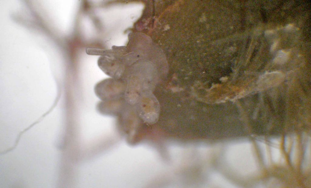 Nudibranco quasi microscopico