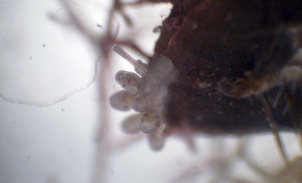 Nudibranco quasi microscopico