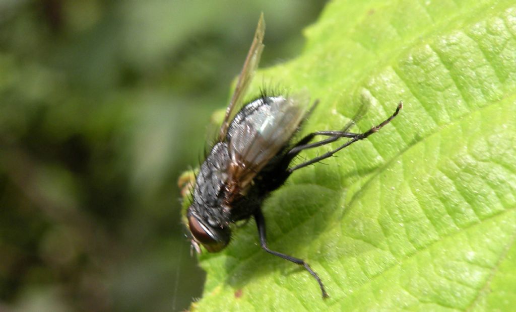 Tachinidae o Calliphoridae?:  Calliphoridae: Calliphora cfr. vicina, maschio
