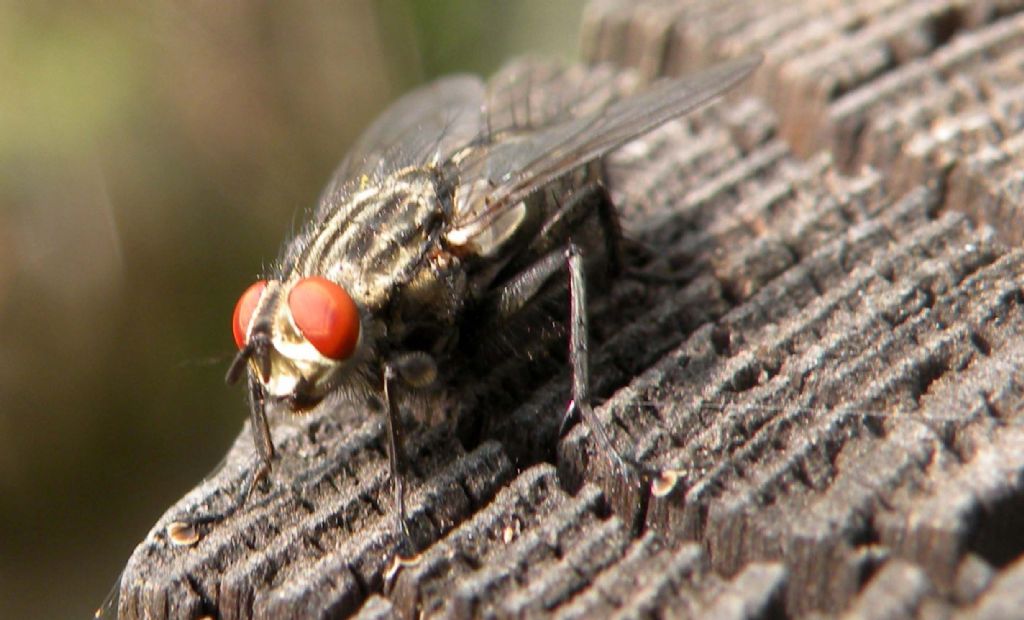 Sarcophaga sp. maschio (Sarcophagidae)