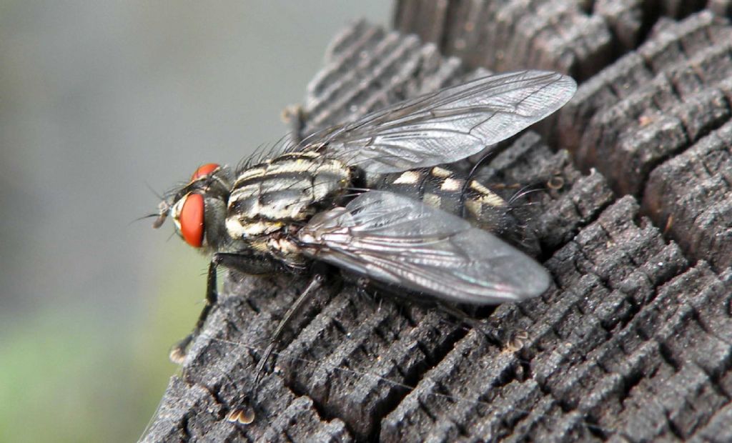 Sarcophaga sp. maschio (Sarcophagidae)