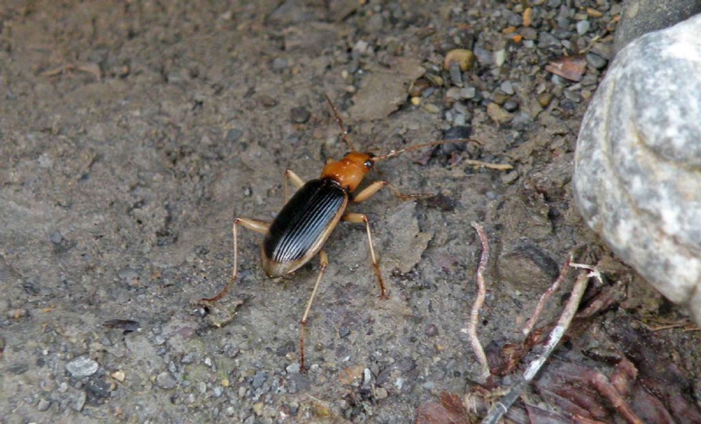 Carabidae:   Nebria psammodes