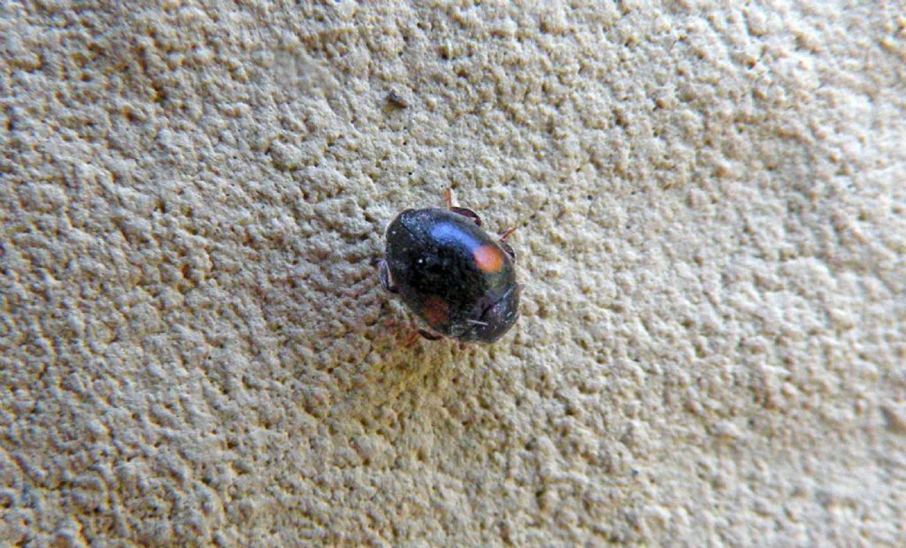 Questo è difficile: Scymnus sp?